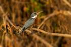 Ringed kingfisher, perched along Cuiaba River, Mato Grosso, Pantanal, Brazil, South America Art Print
